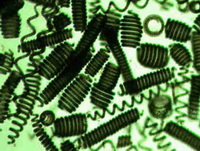 Spirulina:picture of algae