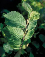 small green leaves of Ulmus rubra Muhl