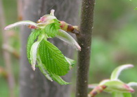 Ulmus rubra Muhl:flowering branch of Slippery Elm