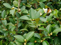 small trees of Camellia oleifera Abel with green leaves grow in field