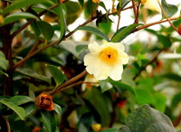 flowering branch of Camellia oleifera Abel with small white flowers grow on branch