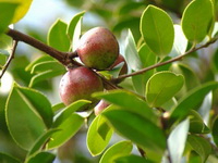 fruiting tree of Camellia oleifera Abel with red fruits growing on twig