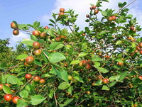 fruiting tree of Camellia oleifera Abel with red fruits and green leaves grow in sunny field