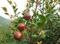 red fruits of Camellia oleifera Abel with green leaves grow on mountain slope