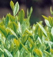 green leaves of Camellia sinensis grow in sunny field