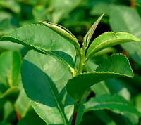 green leaves of Camellia sinensis:green tea plant and leaves