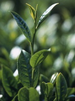green leaves of Camellia sinensis:green tea plant and leaves grow in sunny field