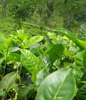 green leaves of Camellia sinensis:green tea plant and leaves
