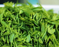 fresh green leaves of green tea