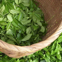 harvested fresh green tea leaves are collected in bamboo basket