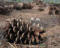 long leaf pine cones of Pinus palustris Mill