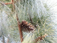 branch of Pinus palustris Mill:long leaf pine leaves