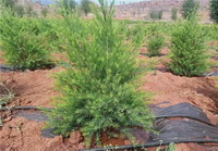 shrubs of Melaleuca alternifolia with green leaves grow in field