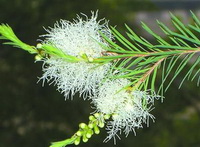 white flowers and green leaves of Tea Tree