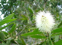flowering tree of Melaleuca alternifolia with white flowers grow in sunny field