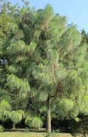 trees of Pinus palustris Mill grow in sunny field