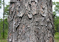 brown bark of Pinus palustris Mill