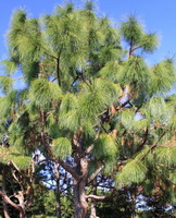 tree of Pinus palustris Mill with many green leaves grow in sunny field