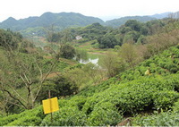 trees of Camellia sinensis:green tea trees grow on mountain slope