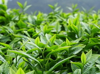 green leaves of Camellia sinensis,green tea plants