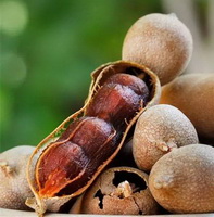brown pods and fruits of Tamarind