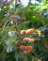 tree of Tamarindus indica with yellow flower and brown pods