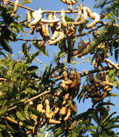fruiting tree of Tamarindus indica with many brown pods grow in sunny field