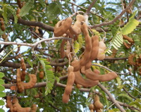 fruiting tree of Tamarindus indica with brown pods grow in sunny days