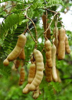 branch of Tamarindus indica with green brown fruit pods growing on branch
