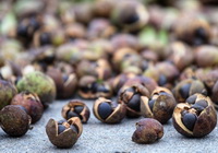 dark brown grains of Tea seed