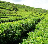 trees of Camellia sinensis grow in sunny mountain field