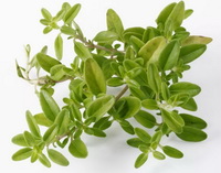 green thyme herbs