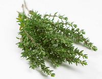 fresh herbs of thyme in a bundle