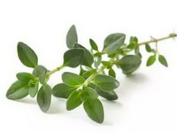 fresh green herbs of thyme
