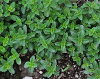 small shrubs of Thymus vulgaris grow in field