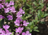 flowering plants of Thymus vulgaris with pink flowers grow in sunny field