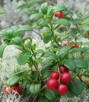 several fruiting plants of Arctostaphylos uva ursi with red bearberry fruits and green leaves grow in mountain field
