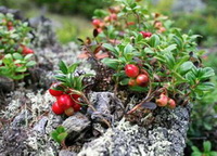 fruiting plants of Arctostaphylos uva ursi with small red bearberry fruits grow in rocks on mountain