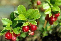 red bearberry fruits grow on fruiting plants of Uva Ursi