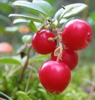 fruiting plant of Arctostaphylos uva ursi with several red bearberry fruits grow in grass field