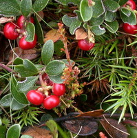 potted plants of Arctostaphylos uva ursi with many red bearberry fruits are placed together