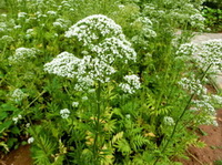 flowering plants of Valeriana officinalis with small white flowers grow in field