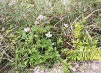 small flowering plants of Valeriana officinalis grow in grass land
