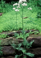 two flowering plants of Valeriana officinalis with white flowers grow in grass land