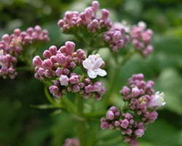 pink flower spikes of Valeriana officinalis