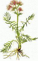 a colorful drawing of Valerian,brown rhizome,green stem and leaves,red flower spikes