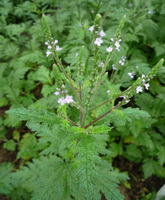 a flowering plant of Verbena officinalis with small white flowers grow in grass field