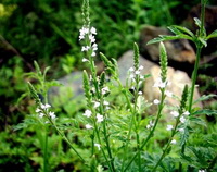 flowering plants of Verbena officinalis with small white flowers grow in mountain
