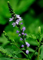 flowering plant of Verbena officinalis with small pink flower spikes