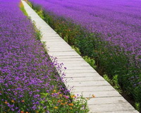 flowering plants of Verbena officinalis with purple flowers grow in field